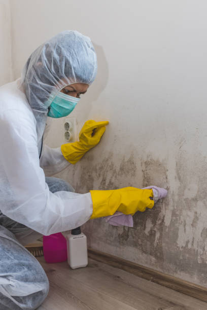 Best Asbestos and Lead Testing During Mold Inspection  in Jourdanton, TX