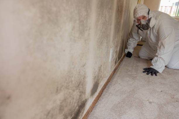  Jourdanton, TX Mold Removal Pros